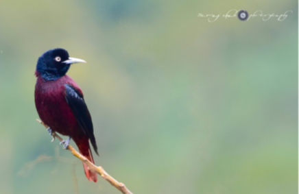 Maroon Oriole